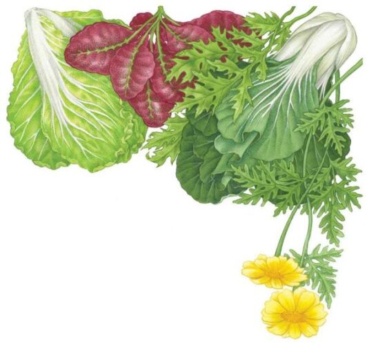 All About Growing Asian Greens